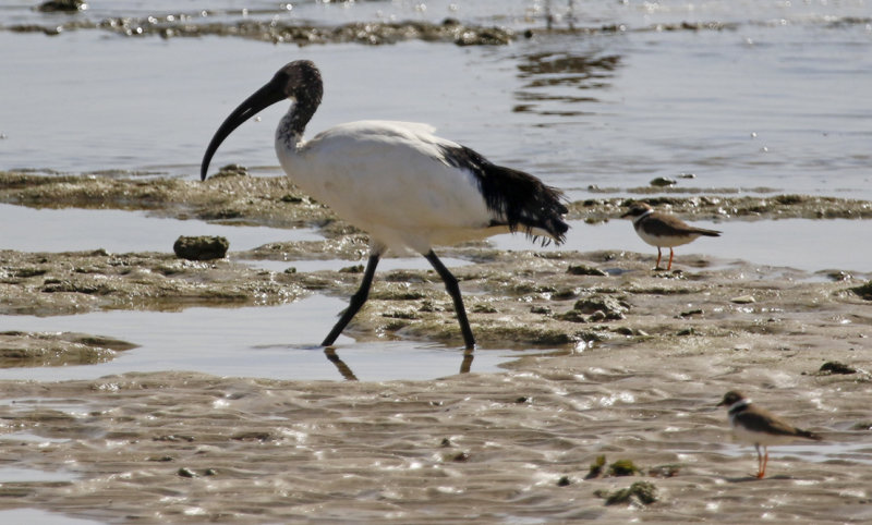 African Sacred Ibis (Threskiornis aethiopicus) Oman - Salalah - Raysut Lagoon