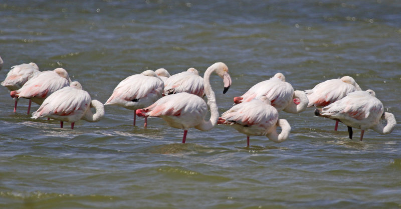 Greater Flamingo (Phoenicopterus roseus) Oman - Salalah - East Khawr