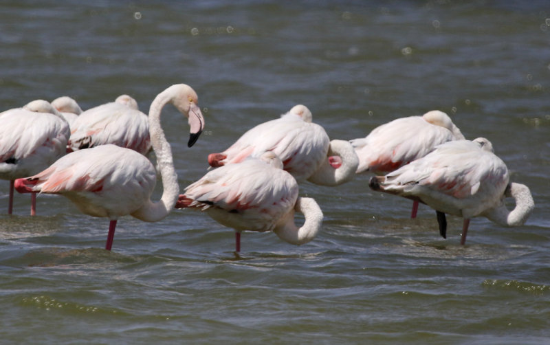 Greater Flamingo (Phoenicopterus roseus) Oman - Salalah - East Khawr