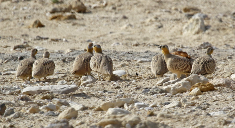 Crowned Sandgrouse (Pterocles coronatus) Oman - Mudayy