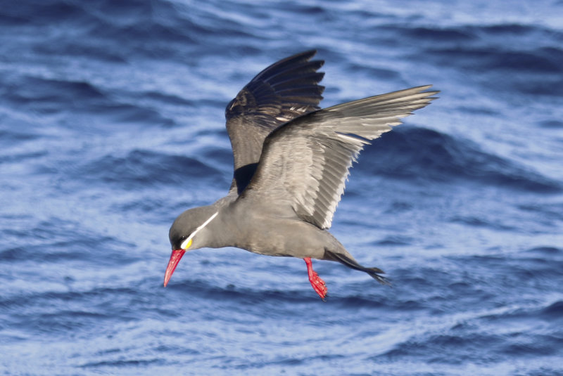Inca Tern (Larosterna inca) Chile - Pacific Ocean - Valparaiso