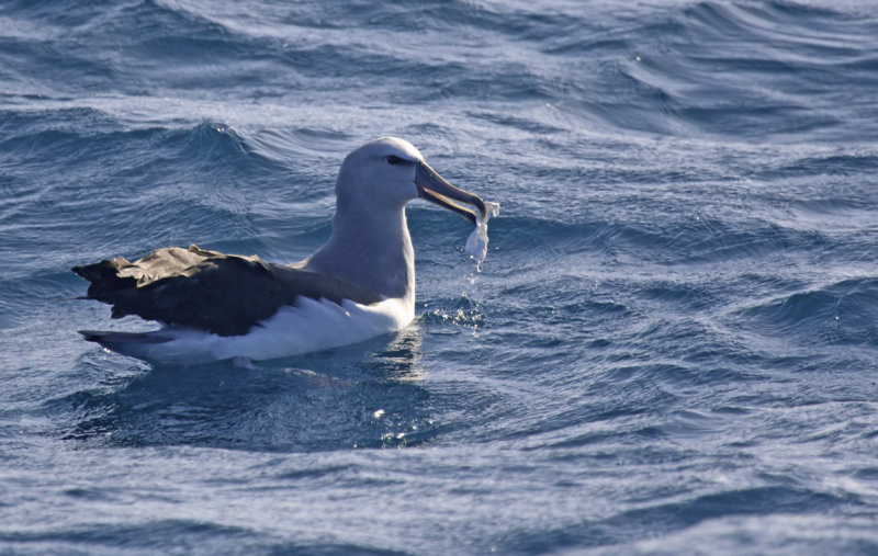 Salvin's Albatross (Thalassarche salvini) Chile - Valparaiso - Pacific Ocean
