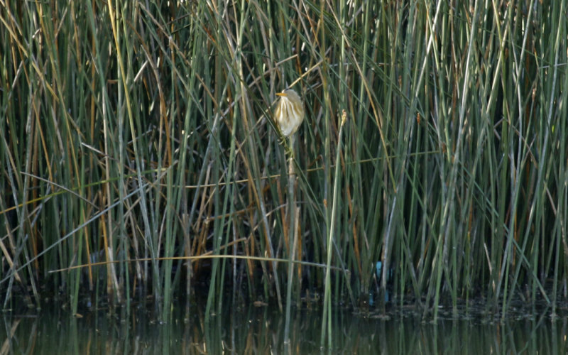 Stripe-backed Bittern (Botaurus involucris) Chile - Valparaíso