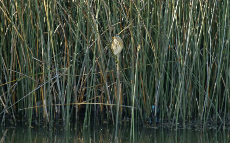 Stripe-backed Bittern (Ixobrychus involucris) Chile - Valparaíso