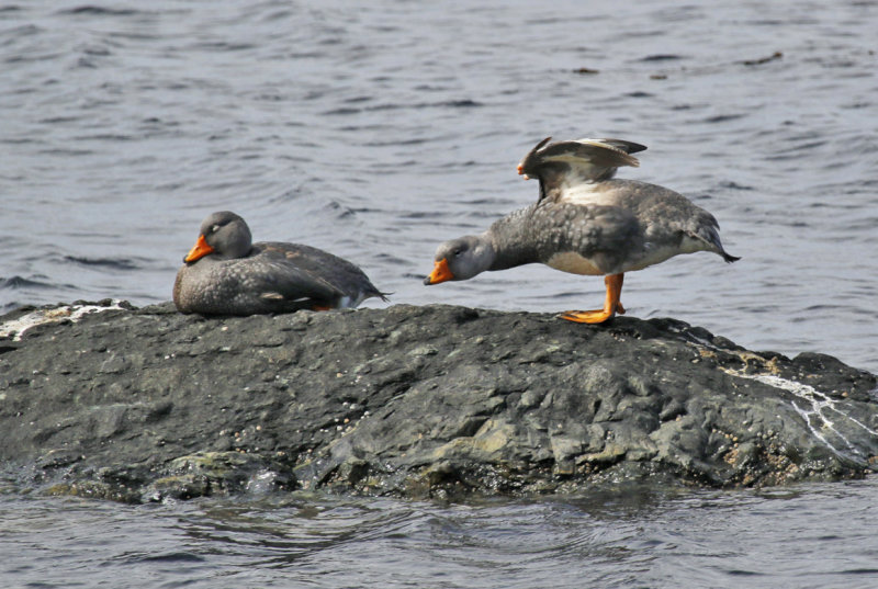 Flightless (Fuegian) Steamer Duck (Tachyeres pteneres) Chile - Patagonia