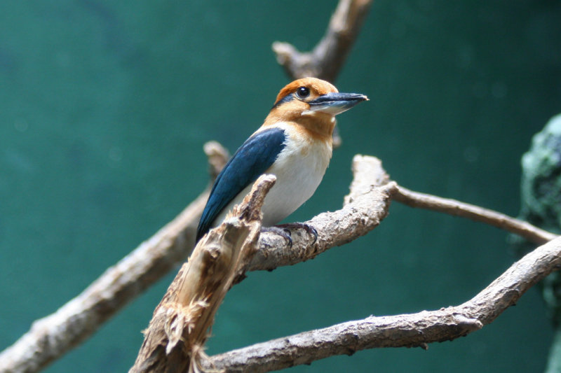 Guam Kingfisher (Todiramphus cinnamominus cinnamominus) Bronx Zoo - New York City USA