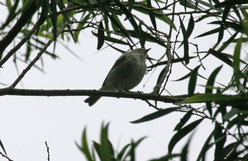 Hume's Leaf Warbler (Phylloscopus humei) Hong Kong - Tai Po Kau Nature Reserve