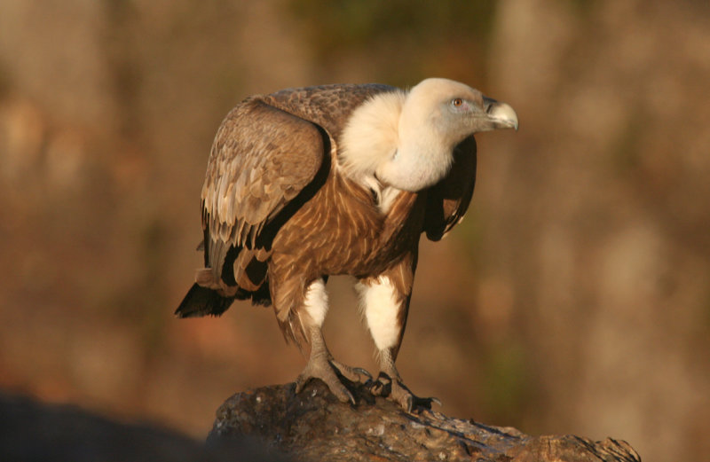 Griffon Vulture (Gyps fulvus) Spain - Collegats-Queralt - Gramuntill Vulture feeding station