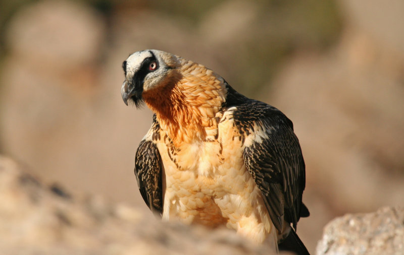 Bearded Vulture (Gypaetus barbatus barbatus) Spain - Collegats-Queralt - Gramuntill Vulture feeding station