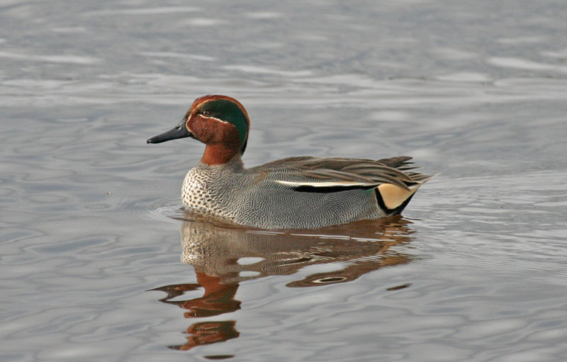 Eurasian Teal (Anas crecca) Spain - Delta Llobregat - Remolar-Filipines