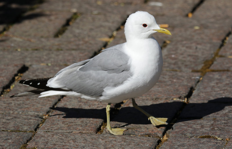 Mew Gull (Larus canus) Finland - Helsinki 