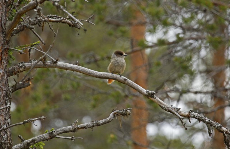 Siberian Jay (Perisoreus infaustus) Finland - Kuusamo 