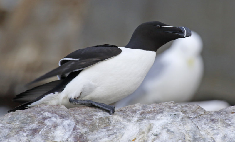 Razorbill (Alca torda) Norway - Vardø - Hornøya