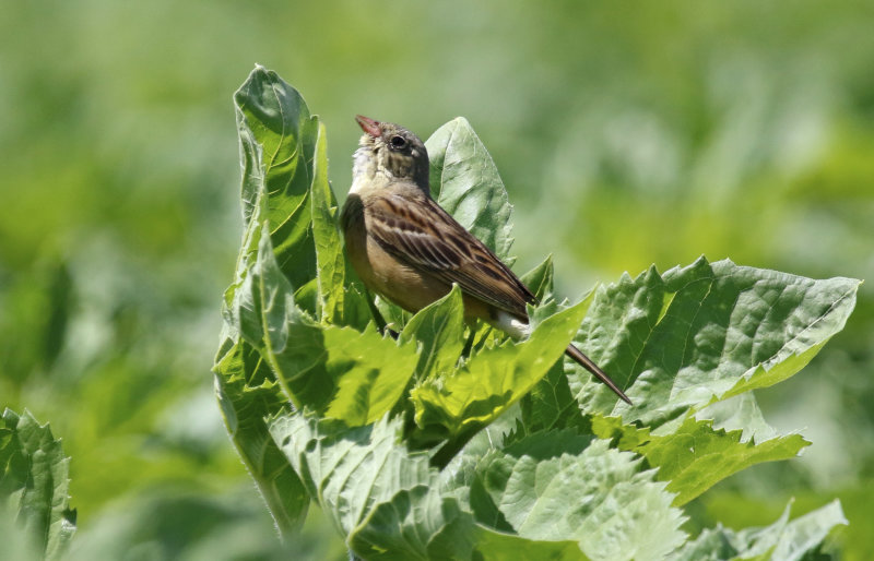 Ortolan Bunting (Emberiza hortulana) Germany - Bavaria - Sulzheimer Gipshügel NSG