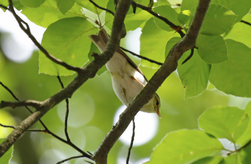 Wood Warbler (Phylloscopus sibilatrix) Rohrberg (NSG)