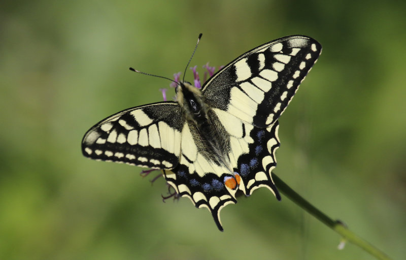 Swallowtail (Papilio machaon) BRD - Karlstadt am Main - Kalbenstein