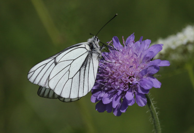 Black-veined White (Aporia crataegi) BRD - Rhön-Grabfeld