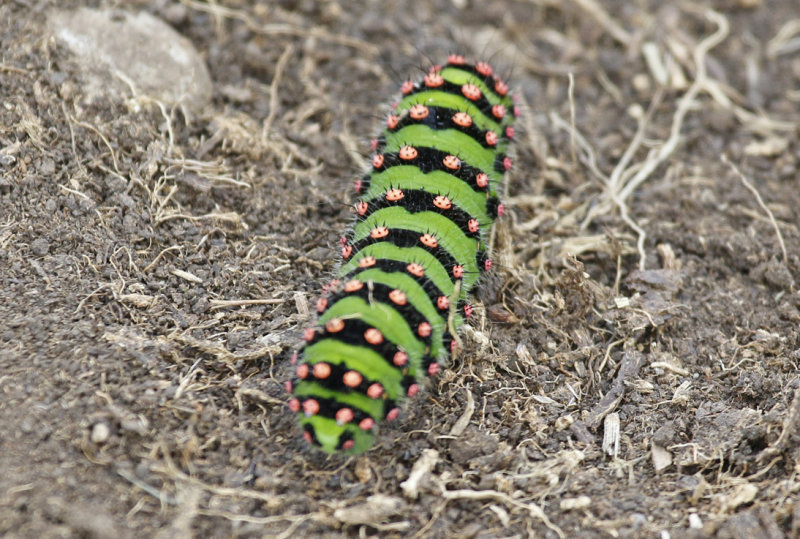 Emperor Moth (Saturnia pavonia) Caterpillar / BRD - Rhön-Grabfeld 