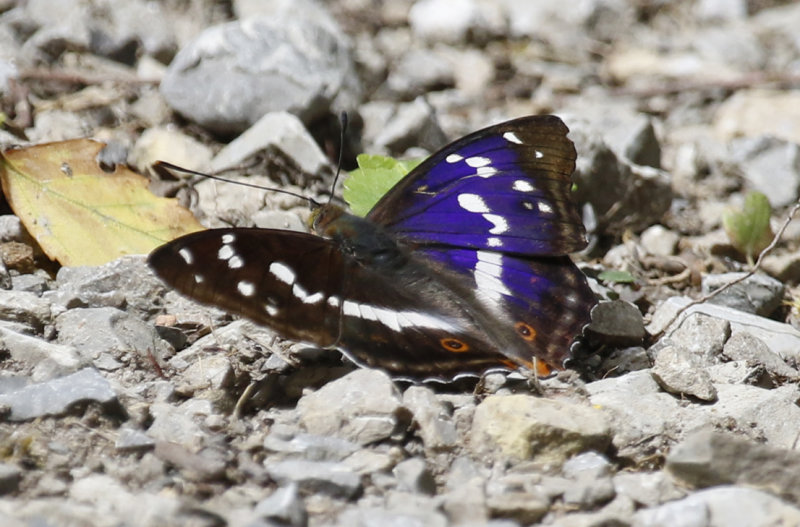 Purple Emperor (Apatura iris) BRD - Bayern - Willanzheim