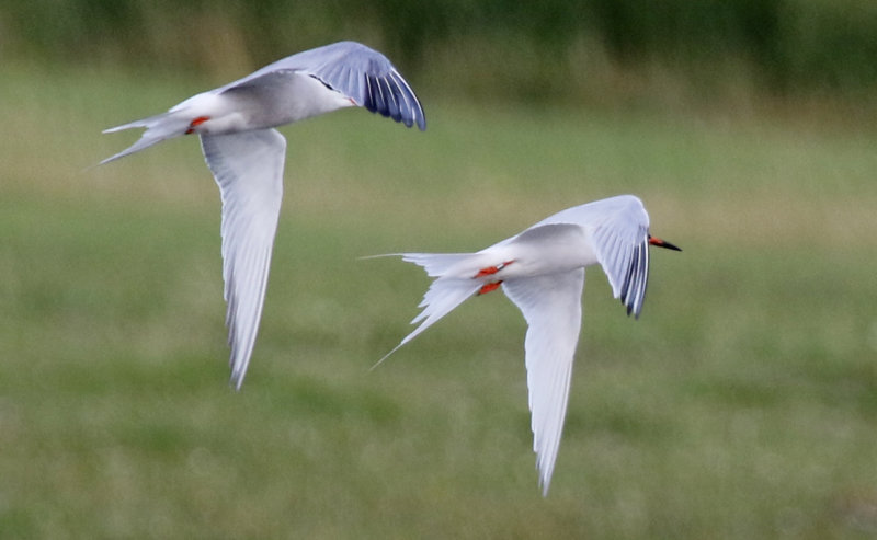 Roseate Tern (Sterna dougallii) Camperduin - De Putten (NH)