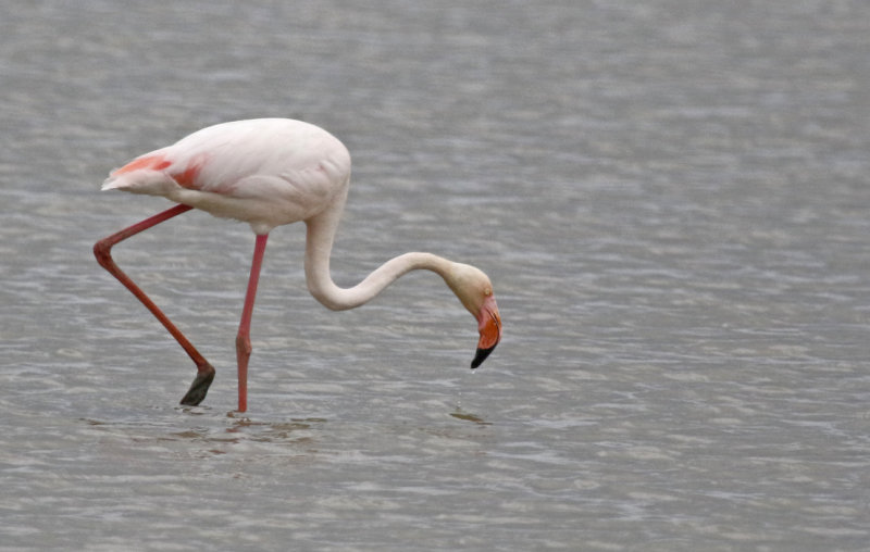 Greater Flamingo Phoenicopterus roseus) Waterland - Polder IJdoorn - Plasdras (NH) 