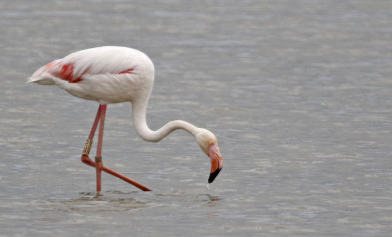 Greater Flamingo Phoenicopterus roseus) Waterland - Polder IJdoorn - Plasdras (NH) 