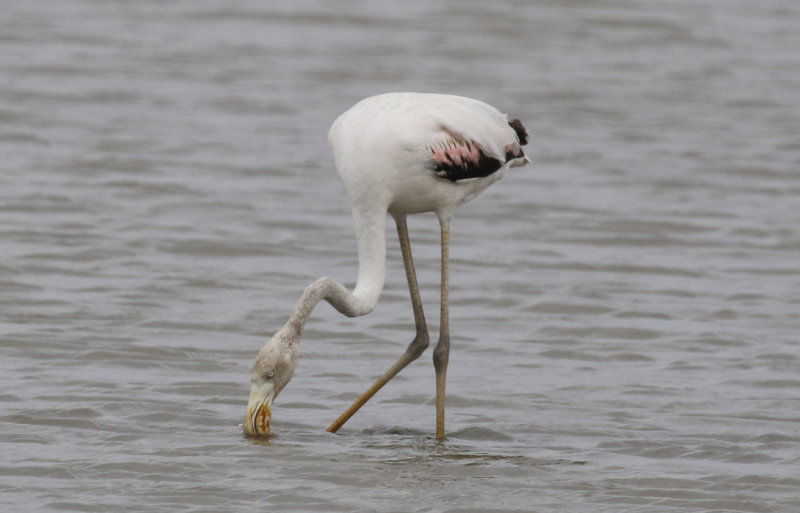 Greater Flamingo Phoenicopterus roseus) Waterland - Polder IJdoorn - Plasdras (NH) 