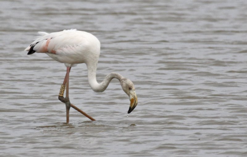 Greater Flamingo Phoenicopterus roseus) Waterland - Polder IJdoorn - Plasdras (NH) 