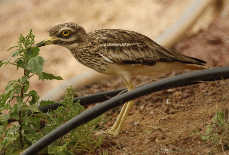 Eurasian Stone-curlew ssp insularum (Burhinus oedicnemus insularum) Lanzarote - Canary Islands