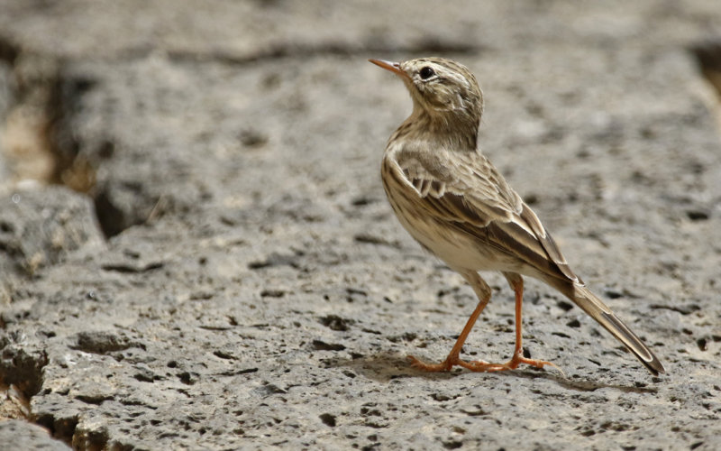 Berthelot's Pipit (Anthus berthelotii) Lanzarote - Canary Islands