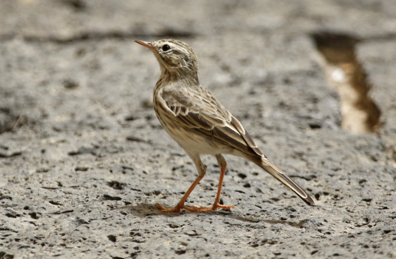 Berthelot's Pipit (Anthus berthelotii) Lanzarote - Canary Islands