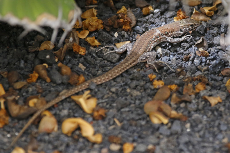 Atlantic Lizard (Gallotia atlantica) Lanzarote - Canary Islands
