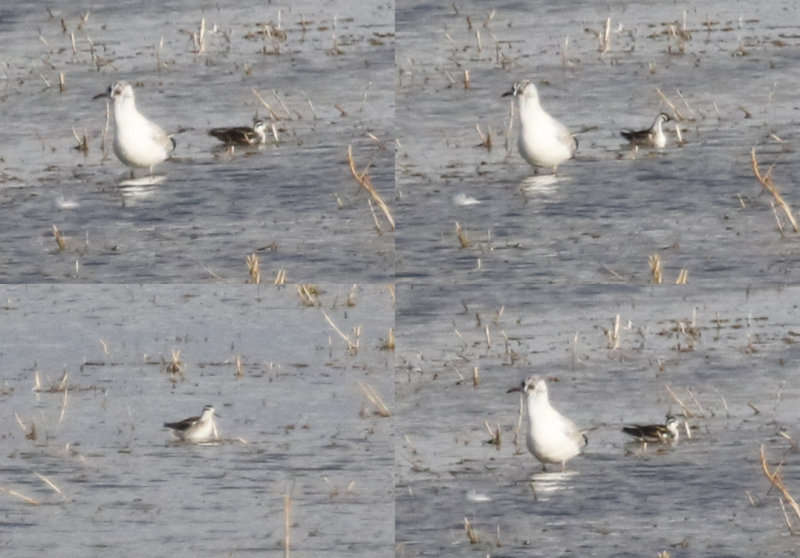 Red-necked Phalarope (Phalaropus lobatus) Melissant - Polder Roxenisse c.a. (ZH)