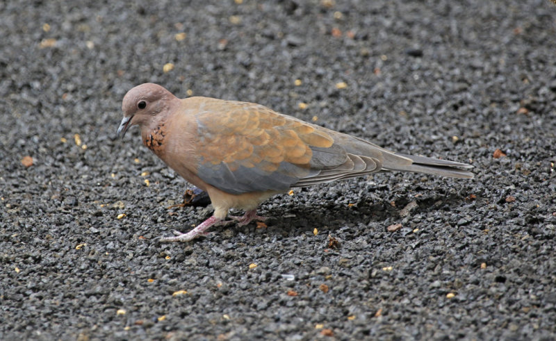 Laughing Dove (Spilopelia senegalensis) Lanzarote - Canary Islands