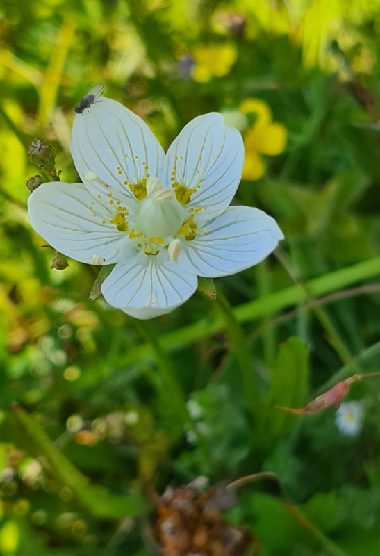 Grass-of-Parnassus / Parnassia (Parnassia palustris) Oostvoorne - Oostvoornse Meer