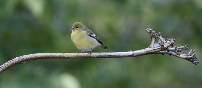 Lesser Goldfinch (Spinus psaltria) Arizona - Chiricahua Mountains, Cave Creek Ranch