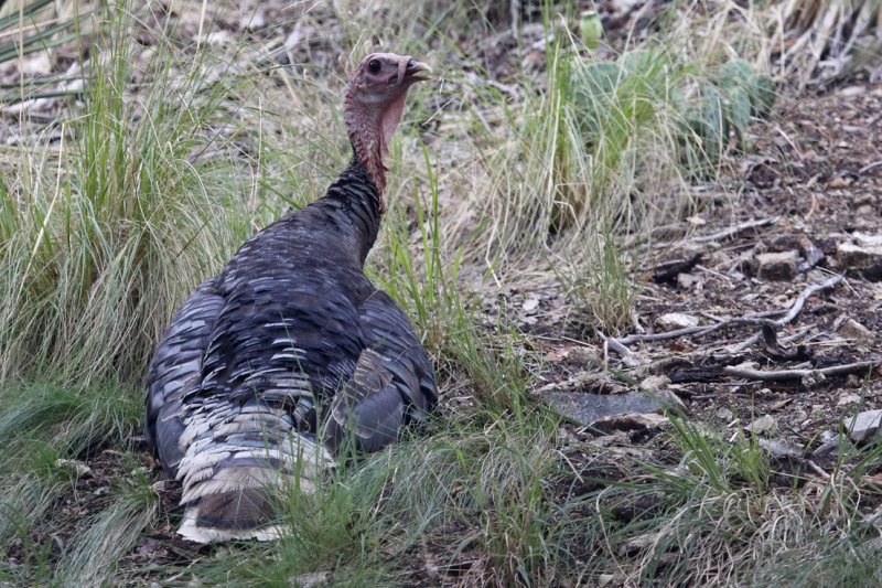 Wild Turkey (Meleagris gallopavo)