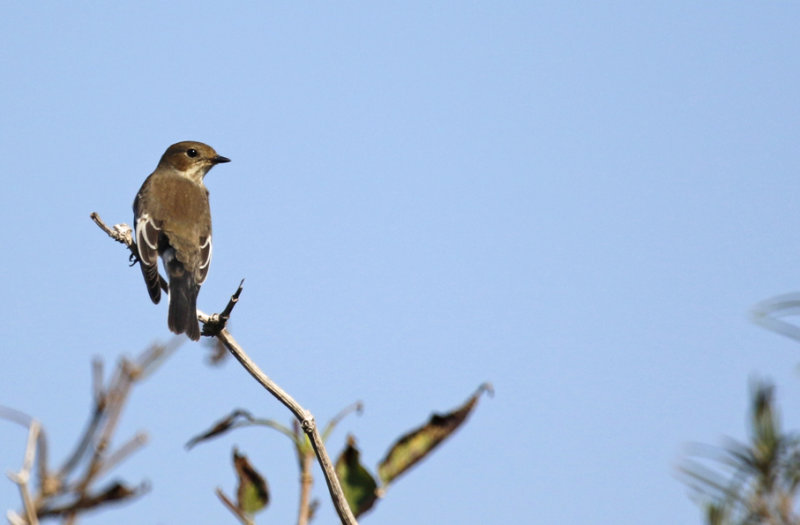 European Pied Flycatcher (Ficedula hypoleuca) Maasvlakte (ZH)