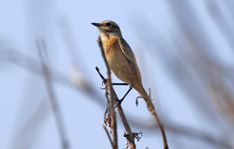 Whinchat (Saxicola rubetra) Maasvlakte (ZH)