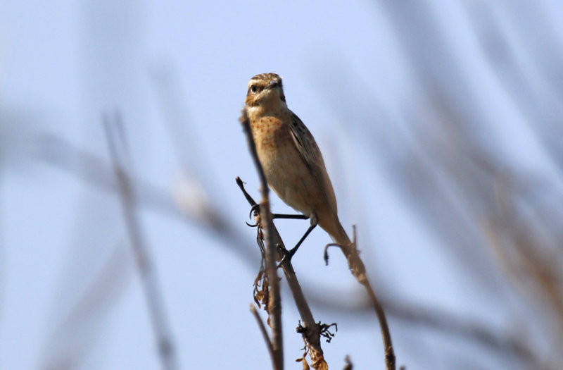 Whinchat (Saxicola rubetra) Maasvlakte (ZH)