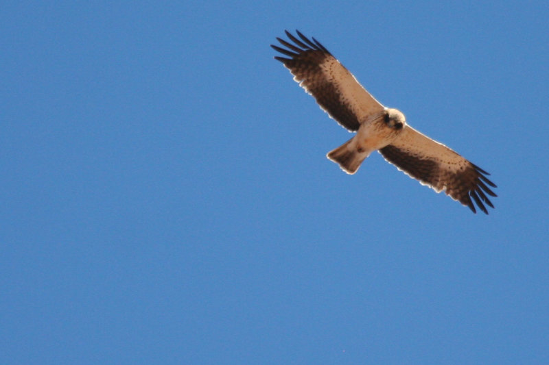 Booted Eagle (Hieraaetus pennatus) Morocco - Oukaïmedene