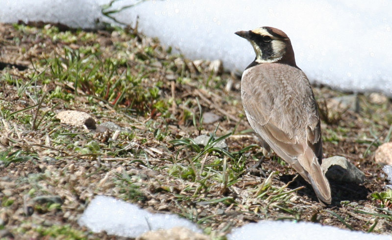 Atlas Horned Lark (Eremophila alpestris atlas) Morocco - Oukaïmedene