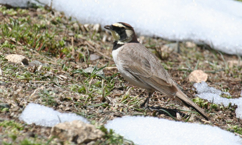 Atlas Horned Lark (Eremophila alpestris atlas) Morocco - Oukaïmedene