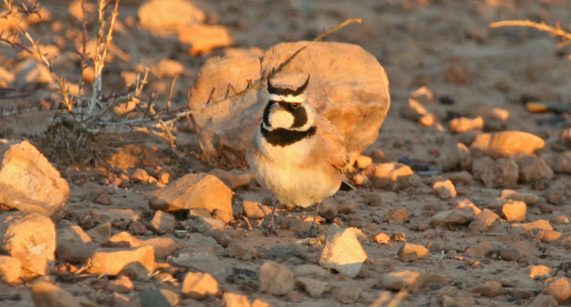 Temminck's Lark (Eremophila bilopha) Morocco - Tagdilt Track