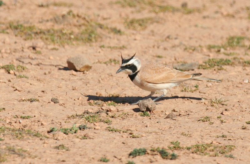 Temminck's Lark (Eremophila bilopha) Morocco - Tagdilt Track