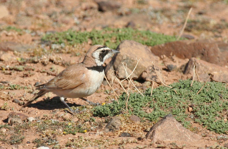 Temminck's Lark (Eremophila bilopha) Morocco - Tagdilt Track