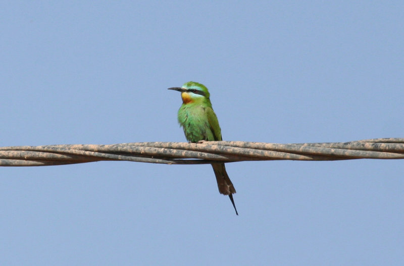 Blue-cheeked Bee-eater (Merops persicus chrysocercus) Morocco