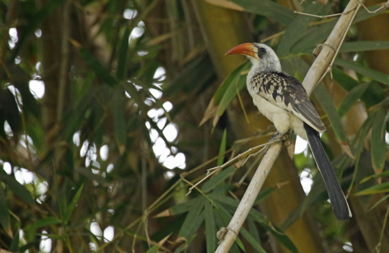 Western Red-billed Hornbill (Tockus kempi) Gambia - Kololi- Hotelgarden Senegambia