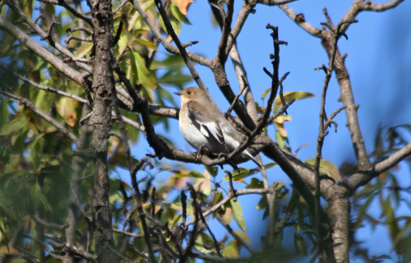 Collared Flycatcher (Ficedula albicollis) Greece - Athens - Mount Ymittos scenic forest