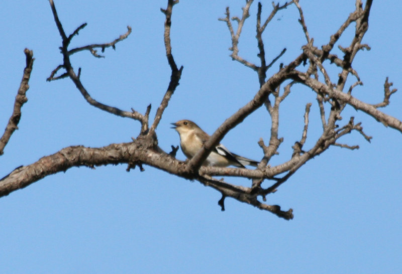 Collared Flycatcher (Ficedula albicollis) Greece - Athens - Mount Ymittos scenic forest